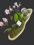 Load image into Gallery viewer, Orchid Chrysalis