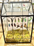 Load image into Gallery viewer, Metamorphosis Educational Process