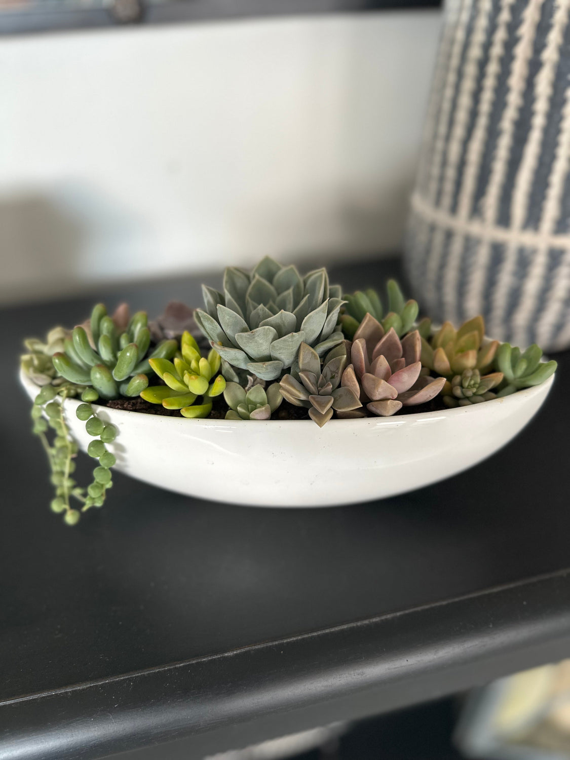 Modern Botanical Succulents