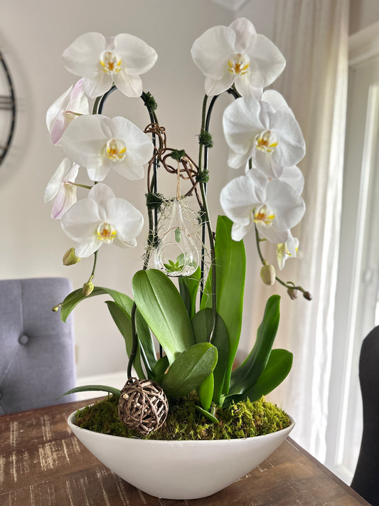 Orchid with Chrysalis