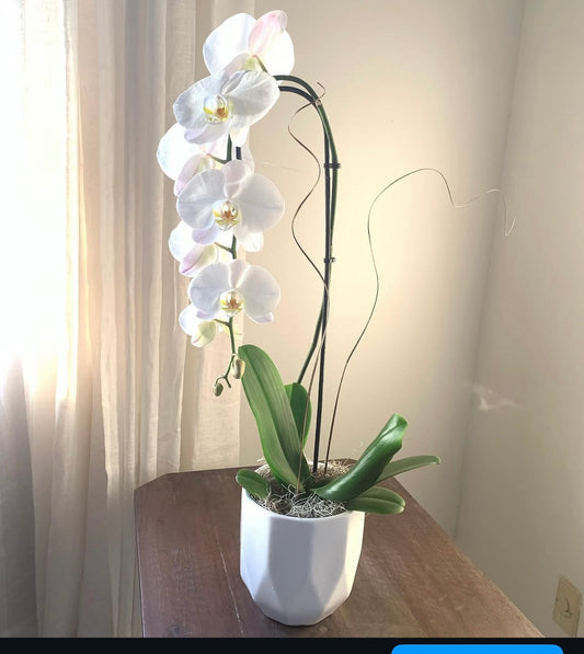 Orchid