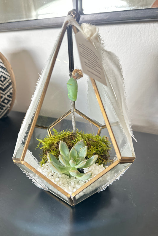 Geometric Chrysalis and Succulent