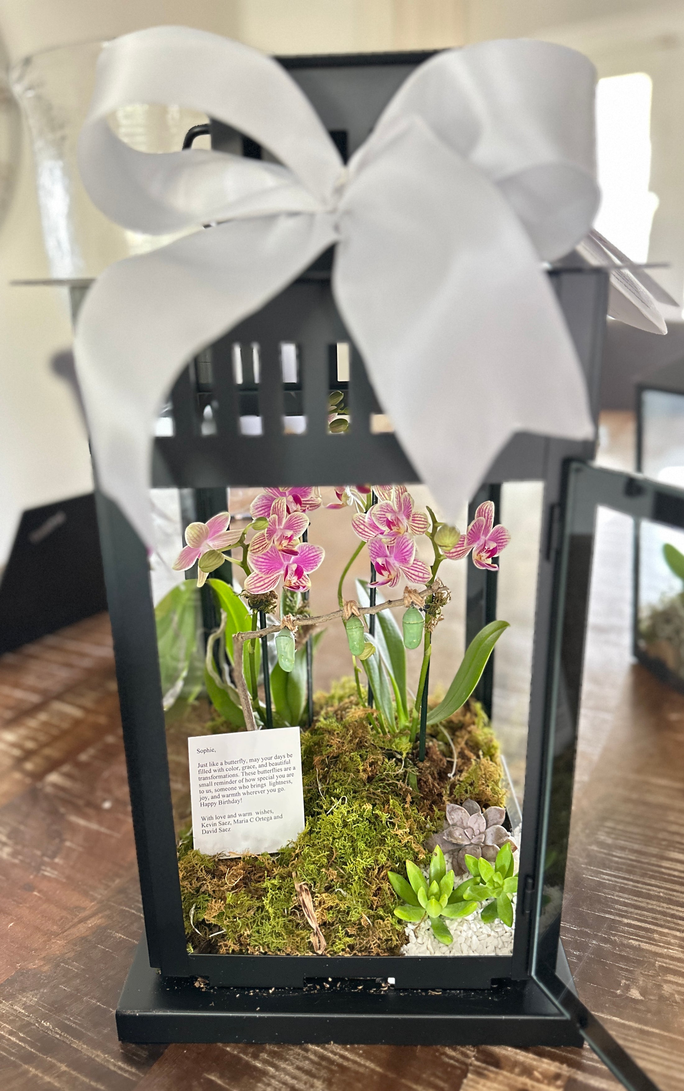 17" Lantern Orchid and Butterfly Chrysalis