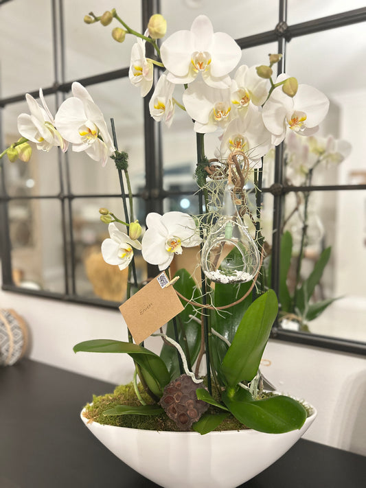 Orchid Chrysalis Arrangement