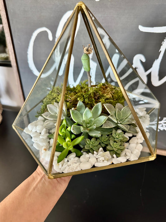 Geometric Succulent and Chrysalis