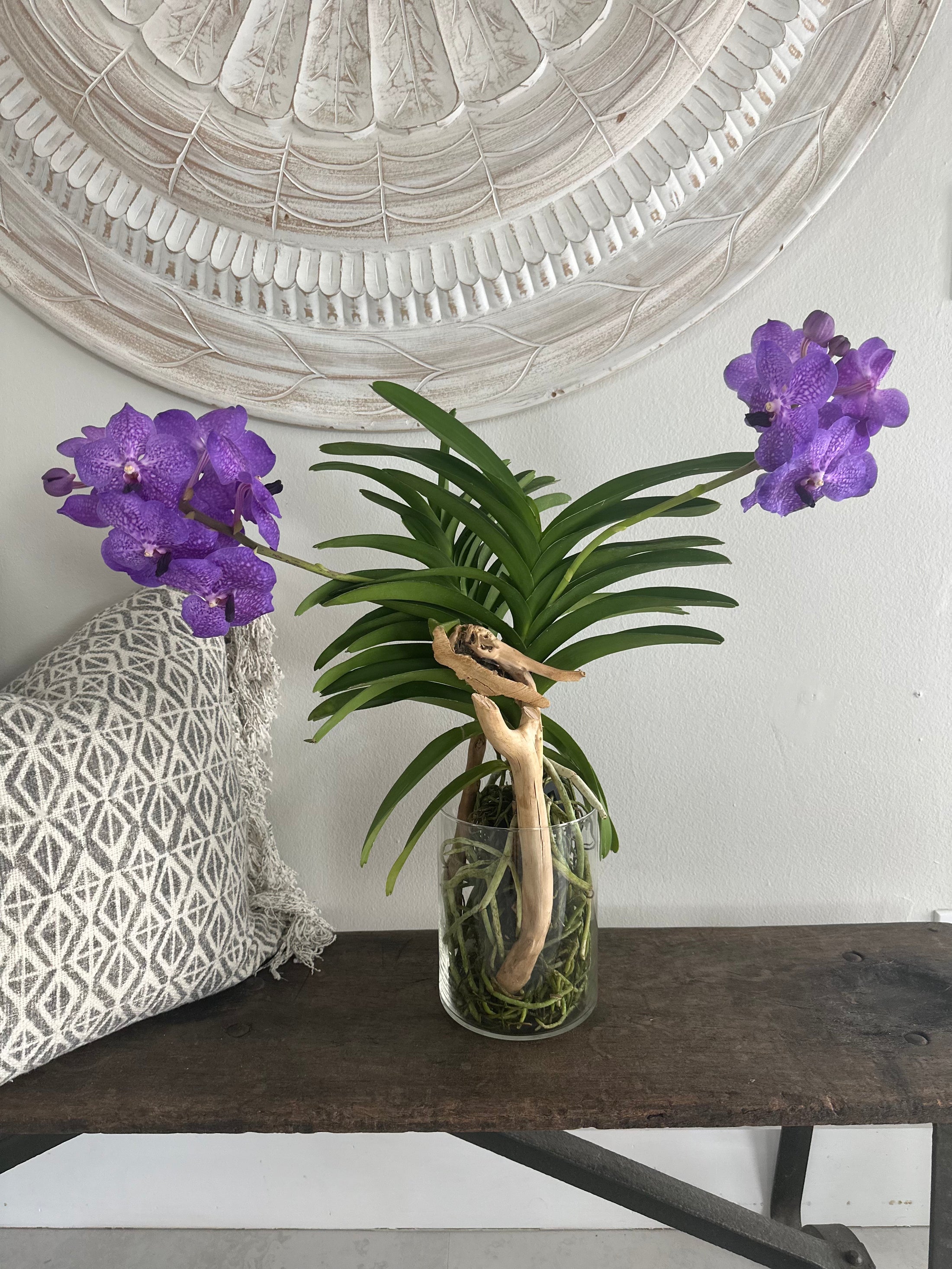 Orchid Vanda Species