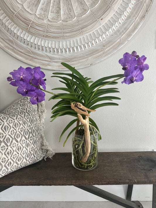 Orchid Vanda Species