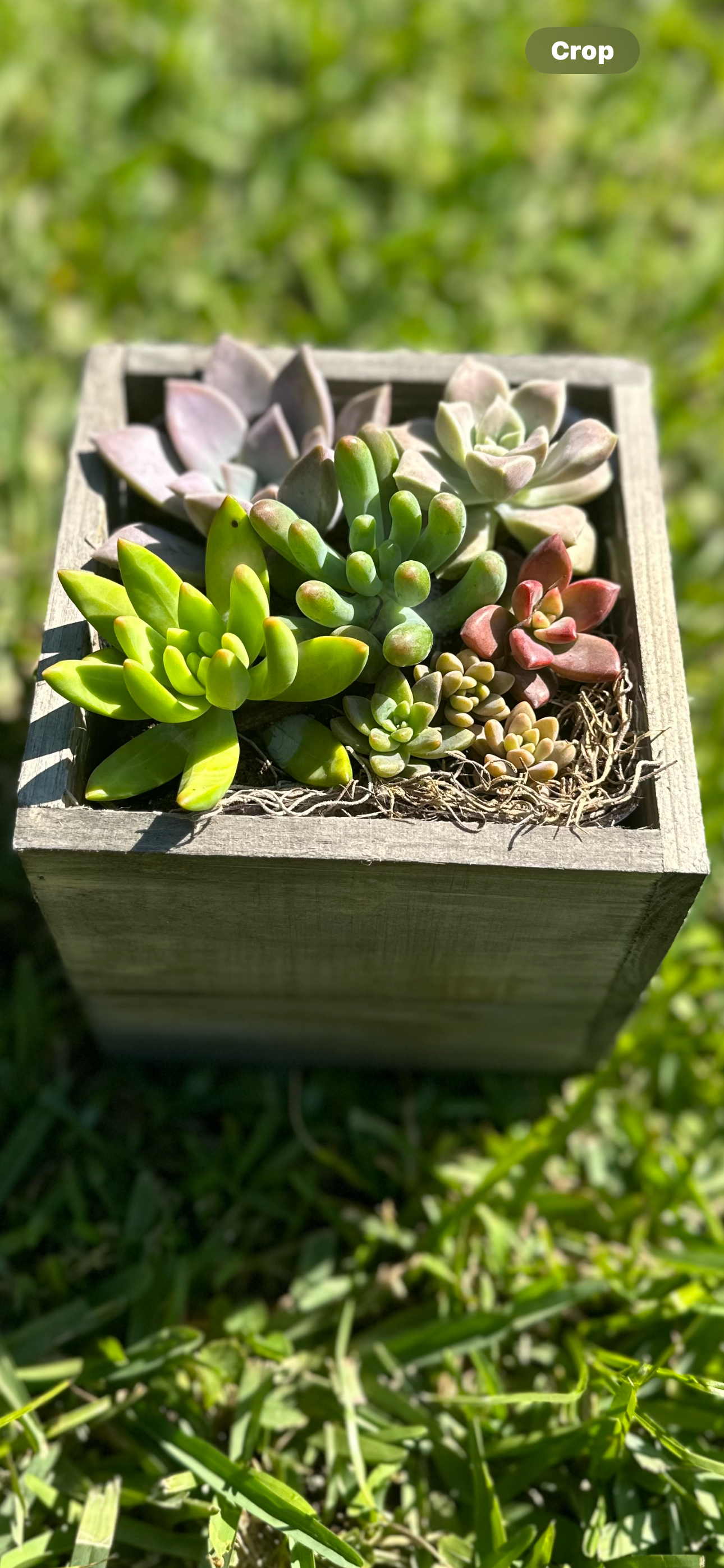 Succulent box