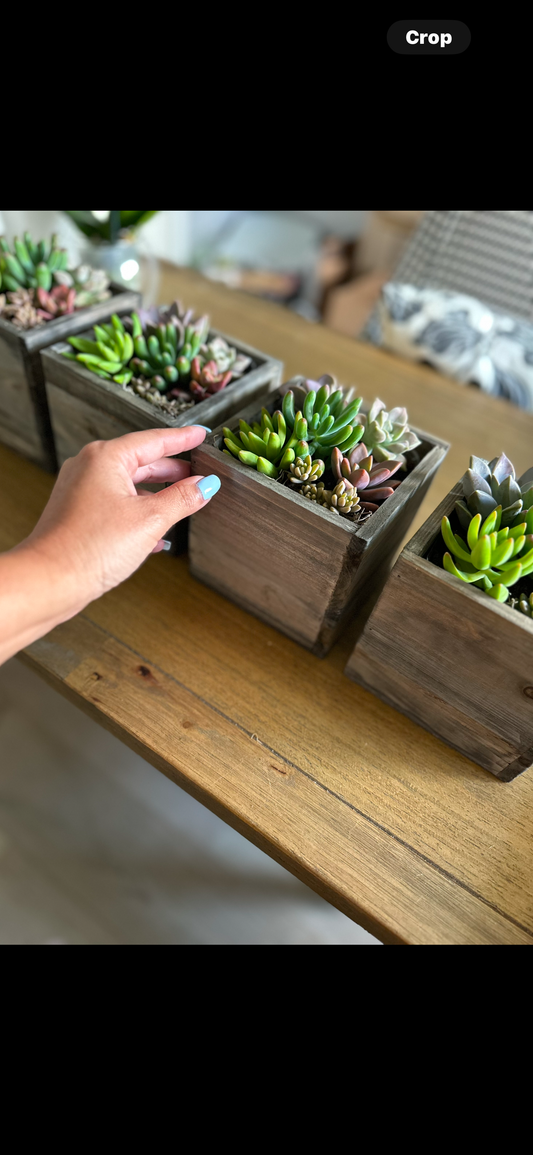 Succulent box