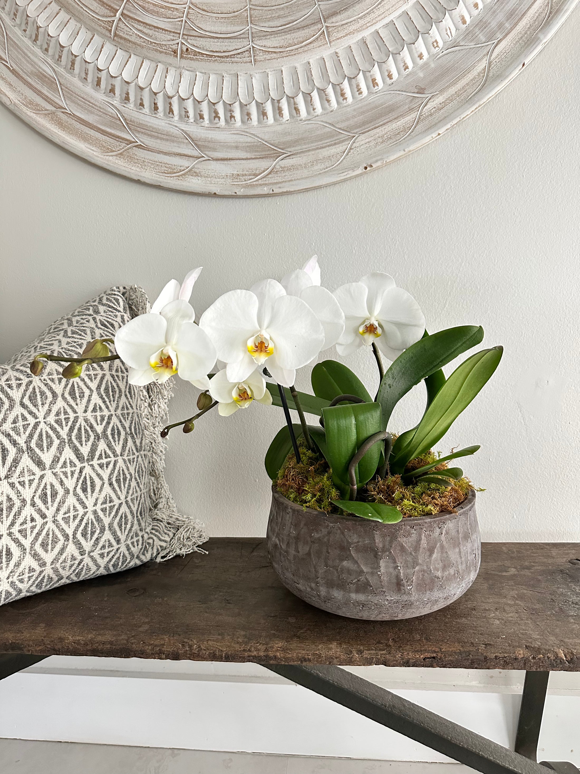 Orchid