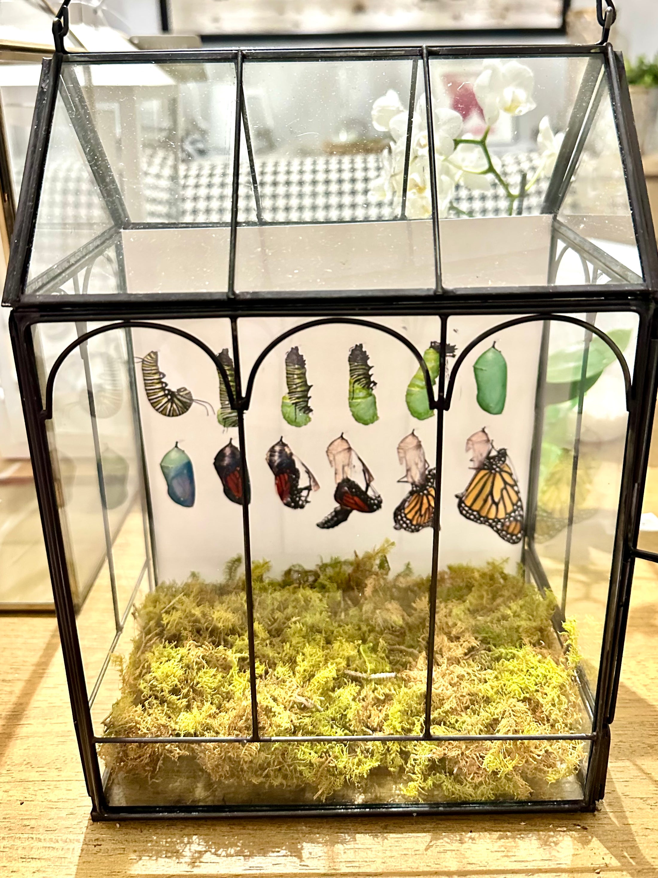 Metamorphosis Educational Process