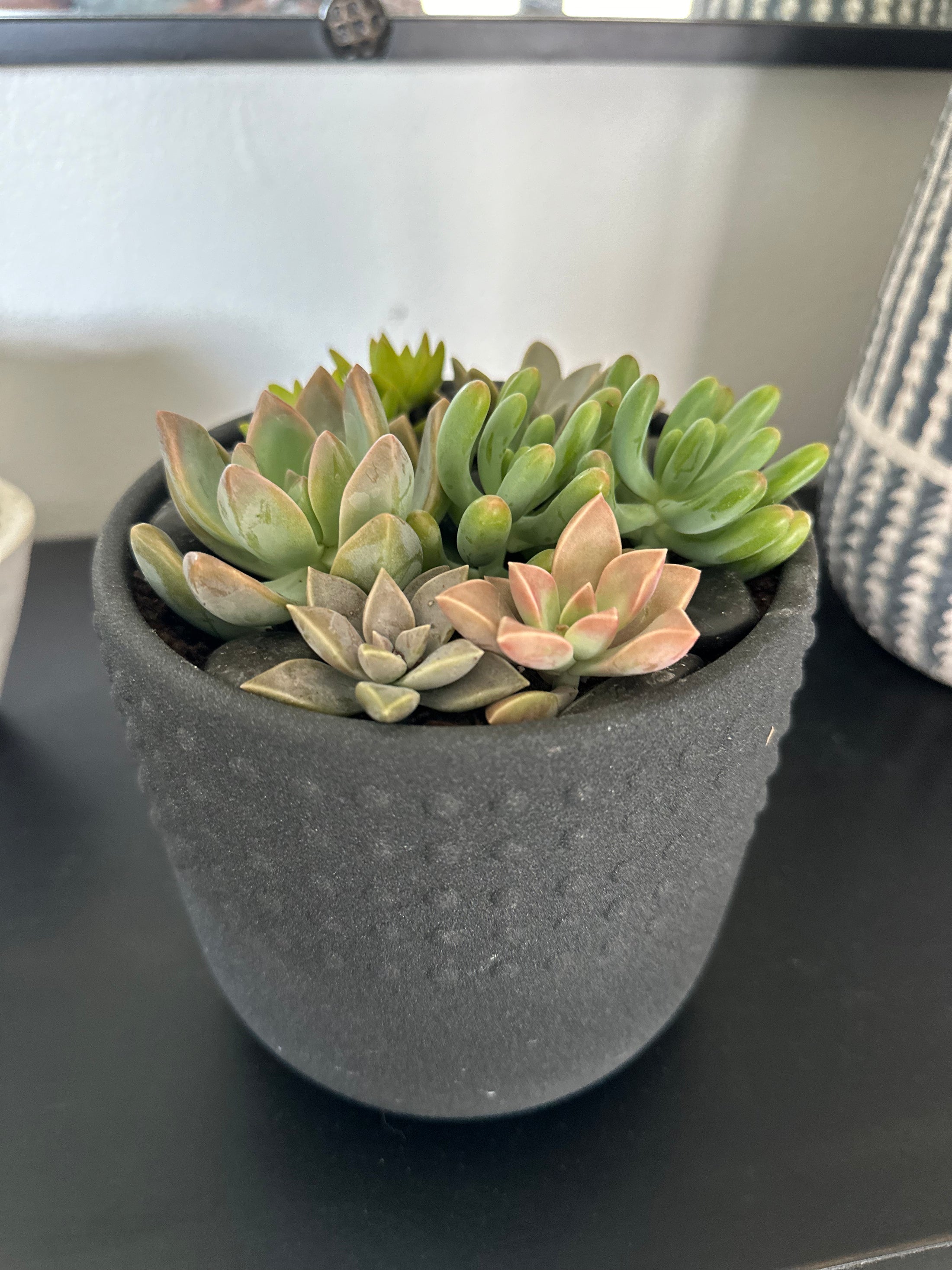 Succulent