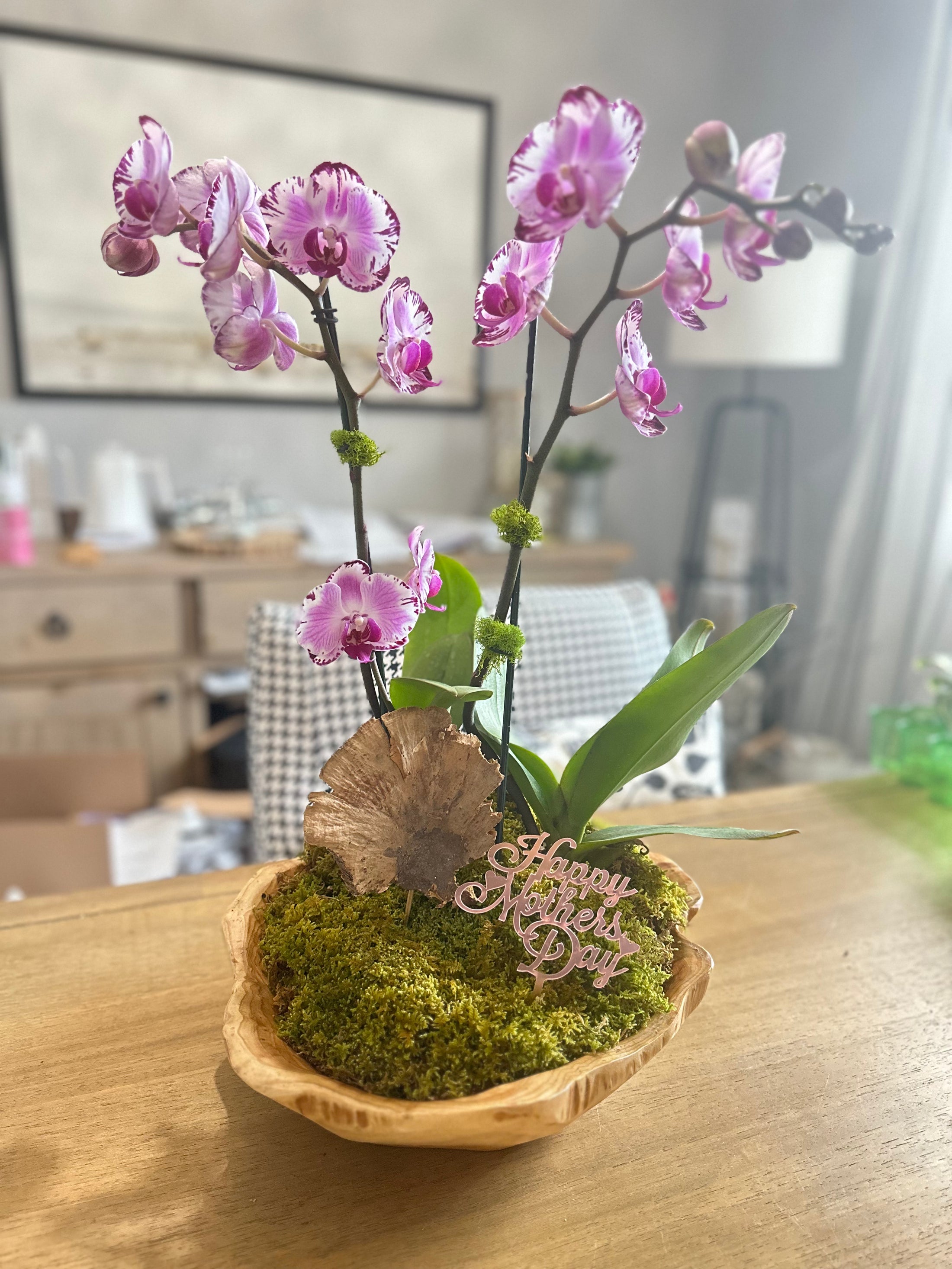 Orchid