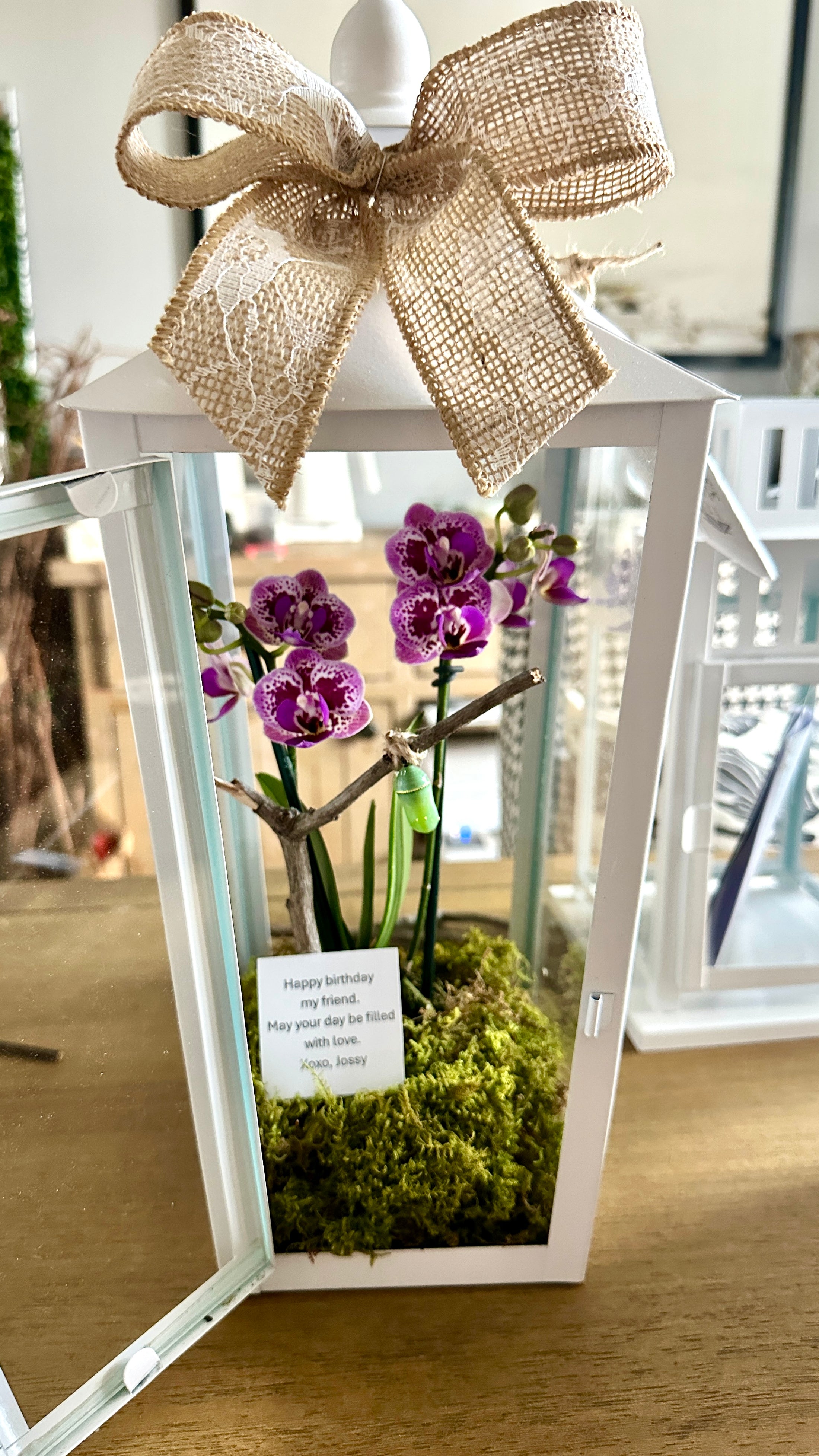 14" Orchid & Chrysalis Lantern Arrangement