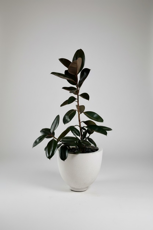 Rubber plant