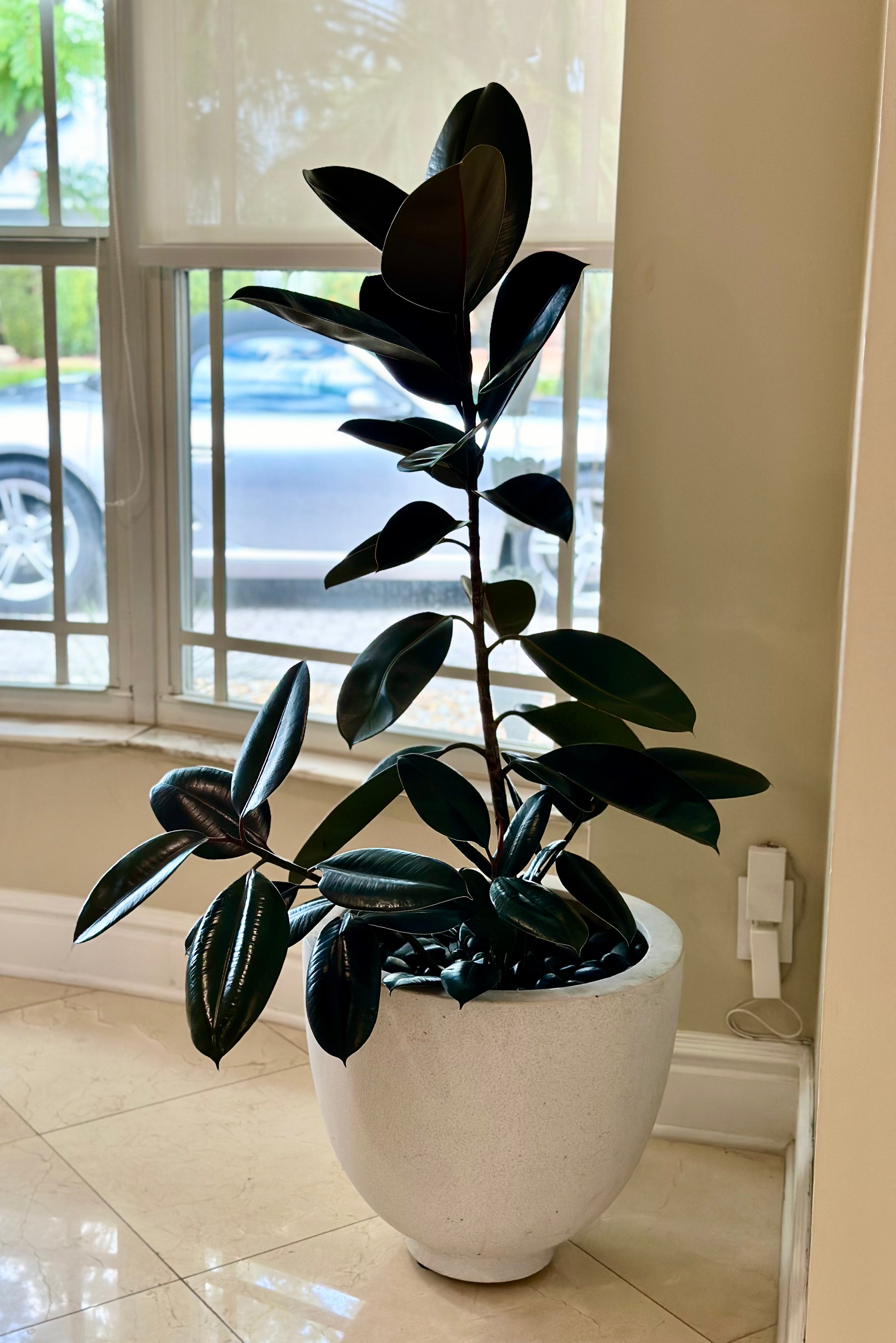 Rubber plant