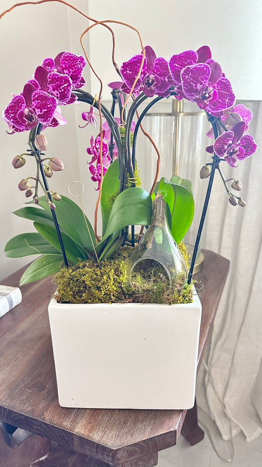 Cascade Orchid and Chrysalis  15"