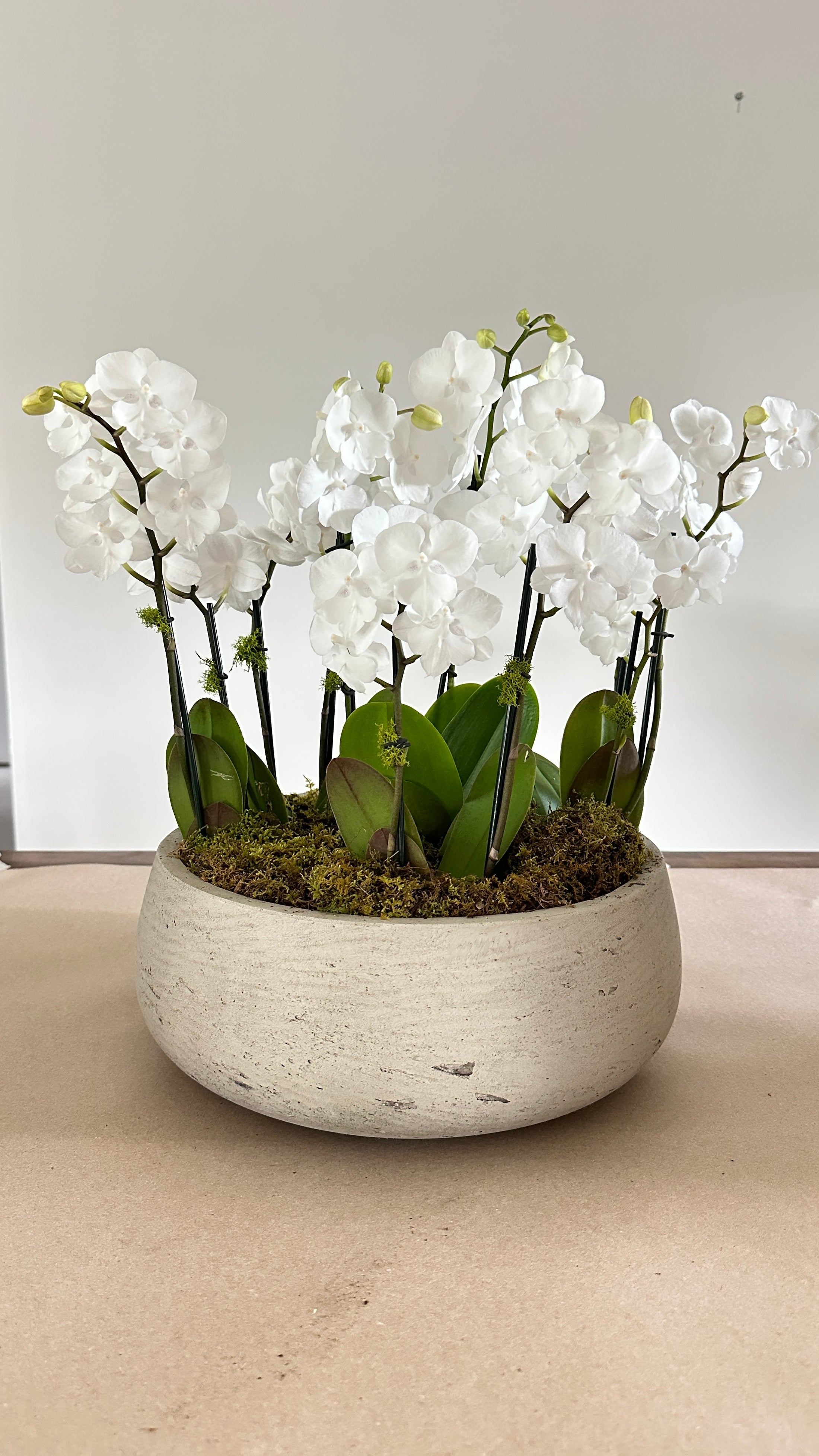 Orchid