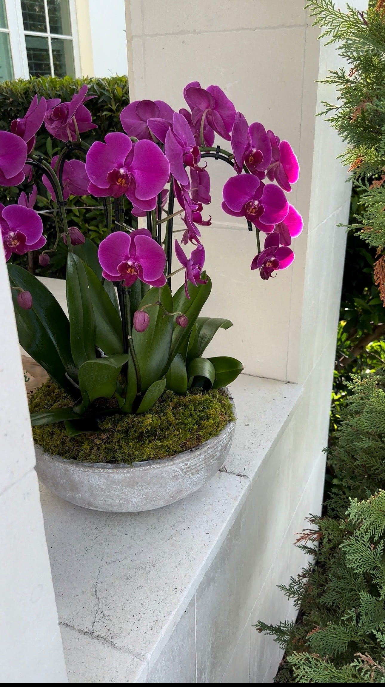 orchid