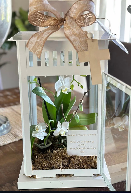 17" Lantern Orchid & Chrysalis Arrangement