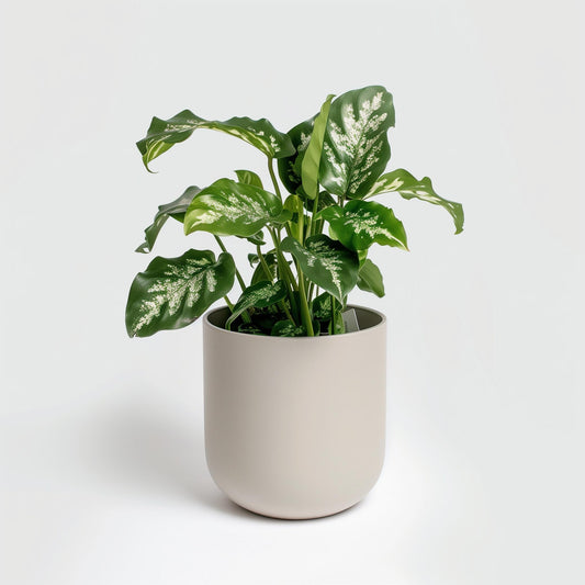 House plants