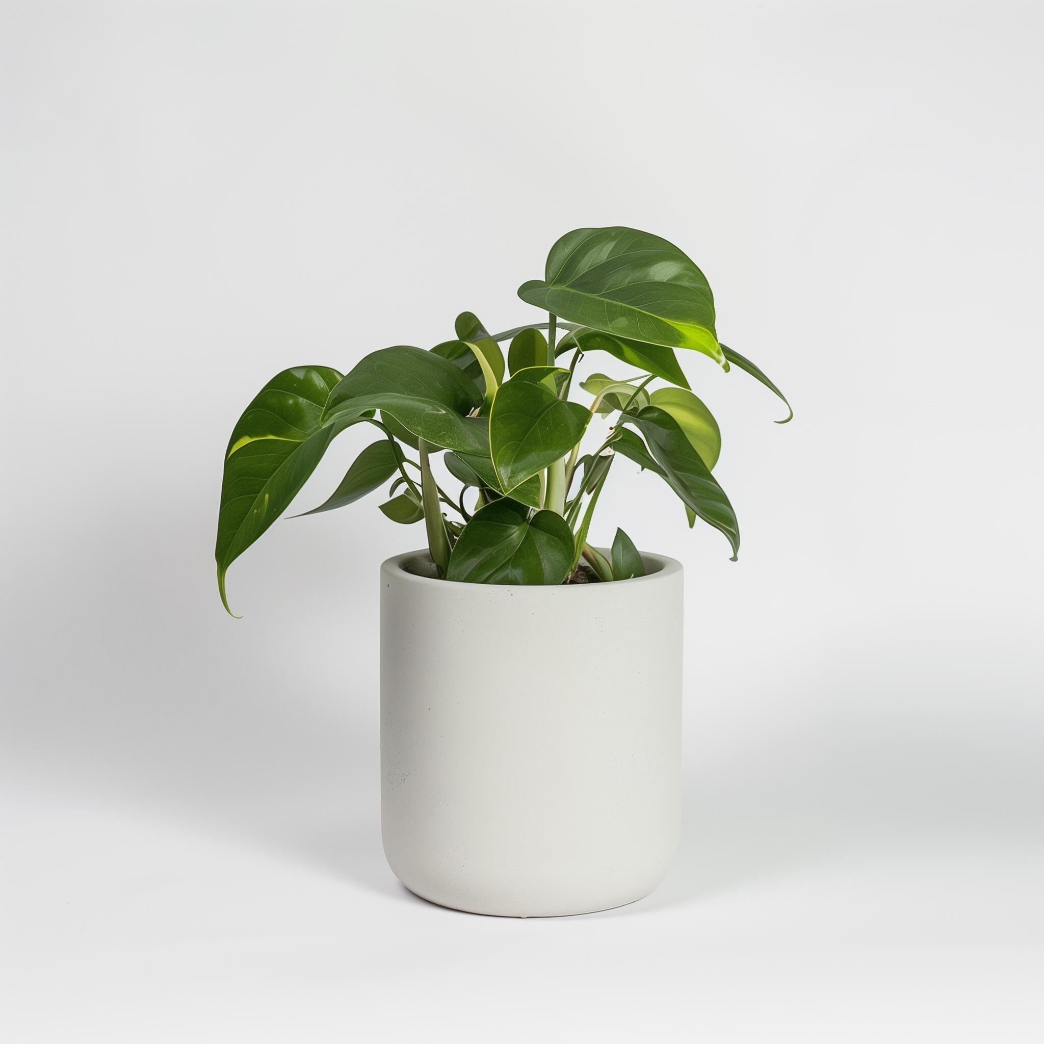 House plants