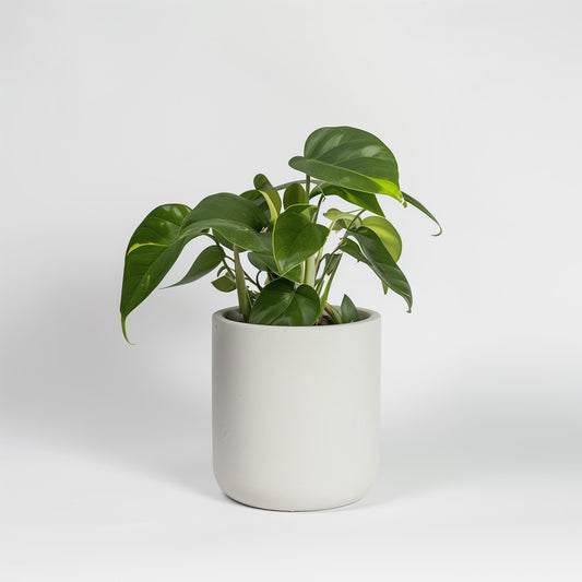 House plants