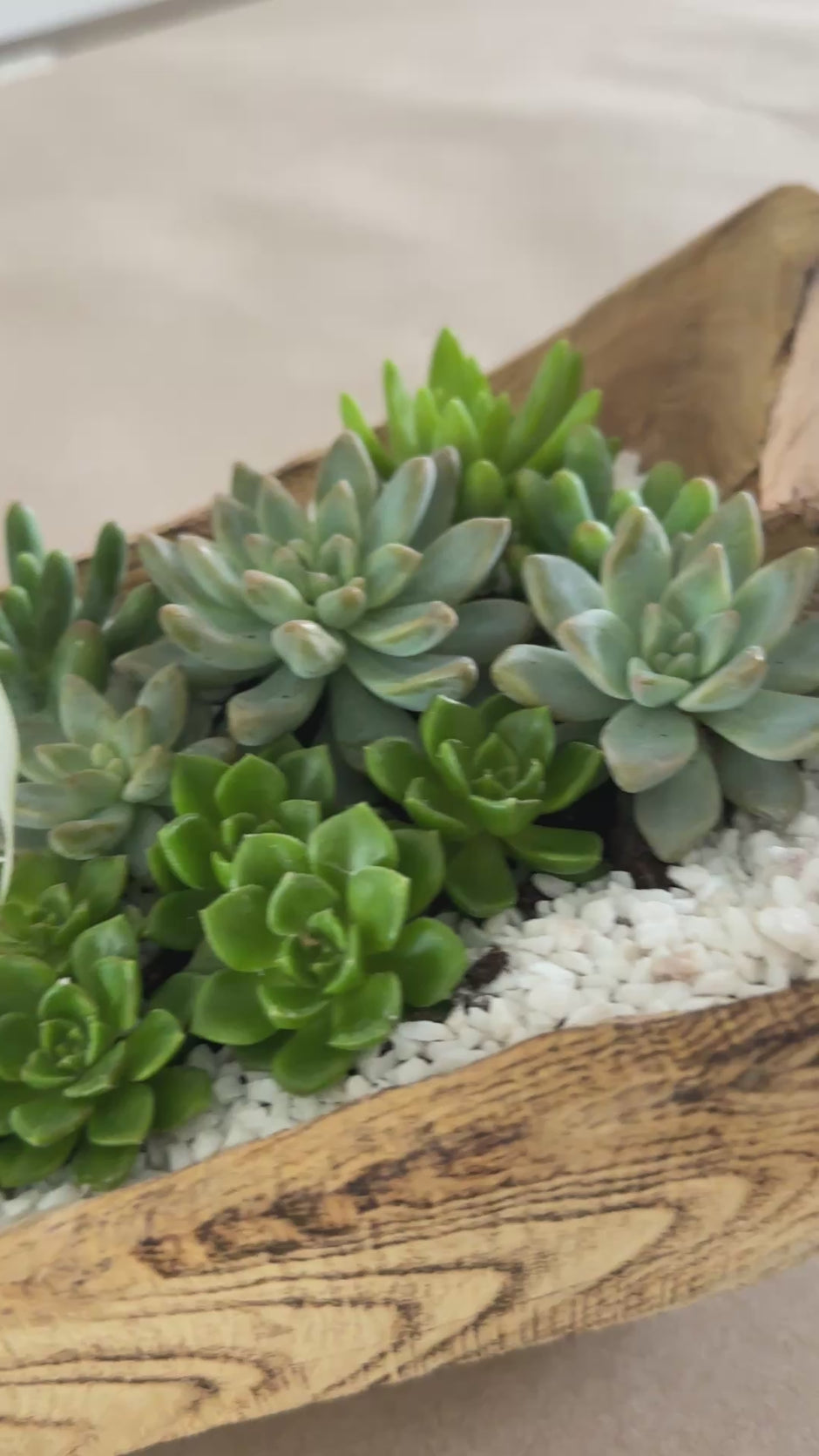 Succulents, driftwood, and the butterfly experience.  The perfect combination.